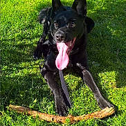 Melcko a rejoint le concours — aidez-le/la à gagner de superbes lots ! dog, black_dog, grass, stick, tongue_out, happy, pet, canine, outdoor, sunlight, playful, animal, leash, nature, tongue, ears, fur, daylight, mouth_open, relaxed