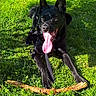dog, black_dog, grass, stick, tongue_out, happy, pet, canine, outdoor, sunlight, playful, animal, leash, nature, tongue, ears, fur, daylight, mouth_open, relaxed