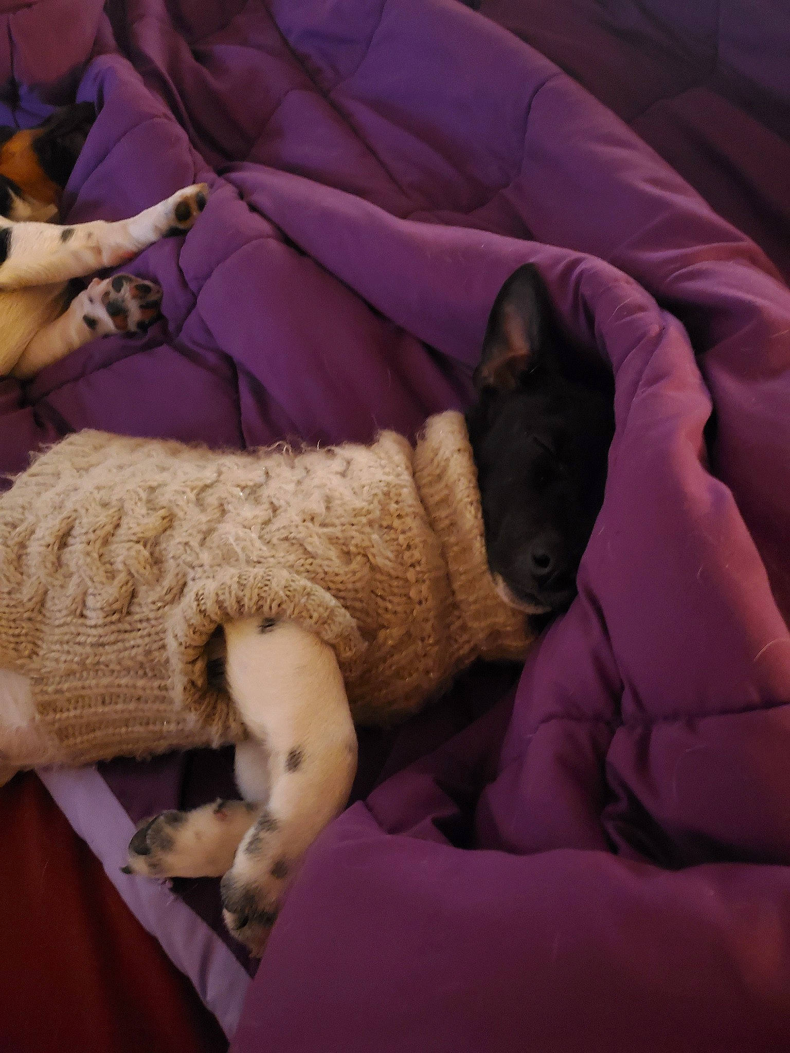 Disney is registered to the contest to win money with this photo: canidae, carnivore, comfort, companion_dog, couch, dog, dog_breed, fawn, french_bulldog, nap, non_sporting_group, purple, sleep