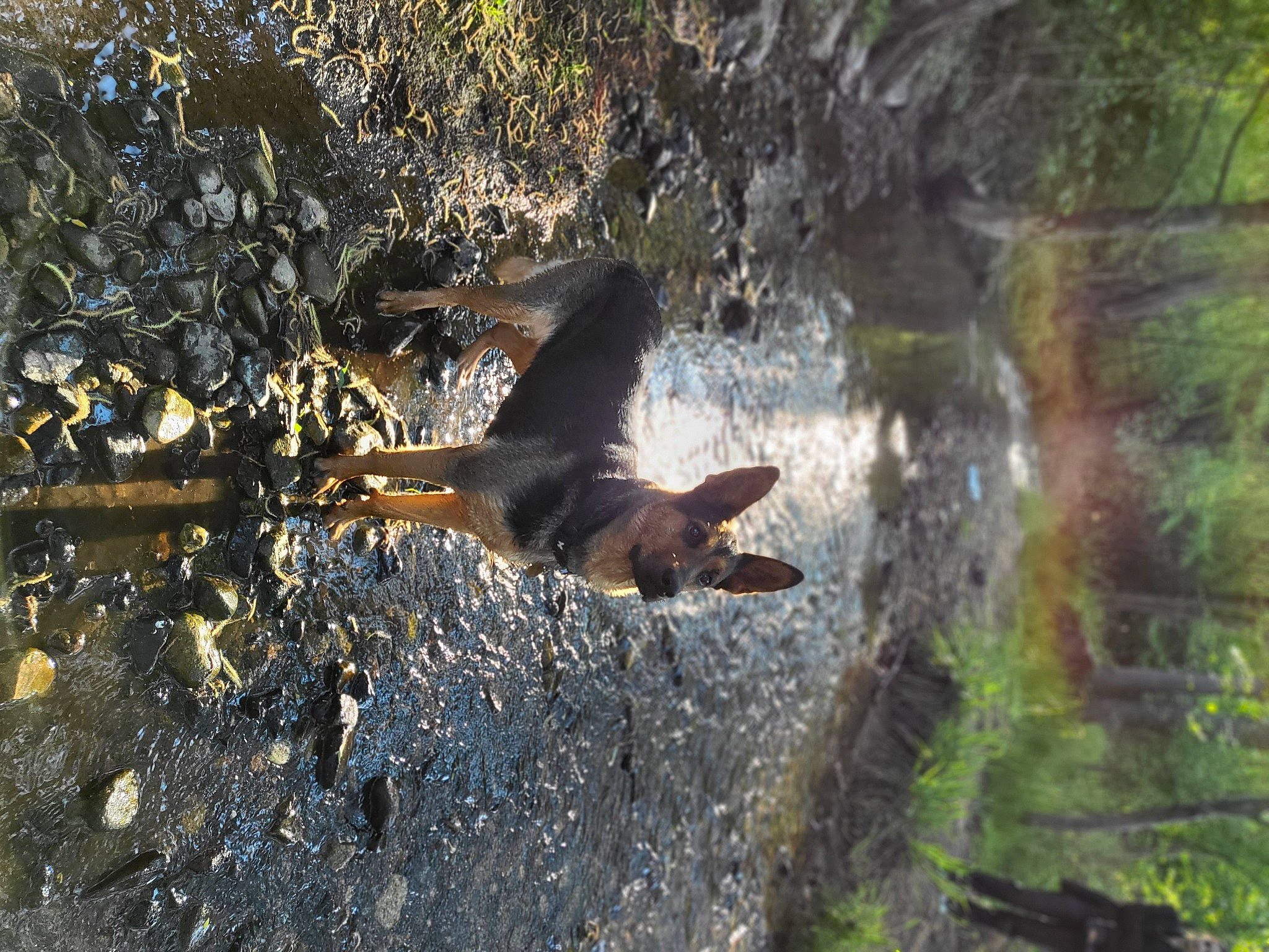 Roxy a rejoint le concours — aidez-le/la à gagner de superbes lots ! bat, beak, duck, fawn, forest, grass, jungle, landscape, organism, plant, rock, soil, sporting_group, tail, terrestrial_animal, trunk, wildlife, wing, wood, woodland