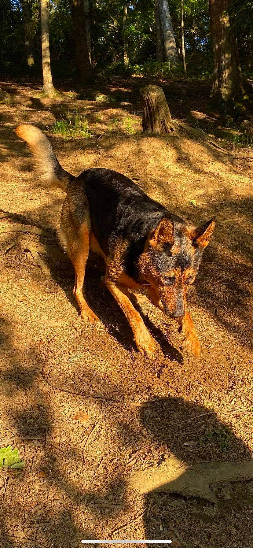 Roxy participe au concours pour gagner de l'argent avec cette photo : canidae, carnivore, dog, dog_breed, fawn, german_shepherd_dog, heat, herding_dog, hunting_dog, king_shepherd, old_german_shepherd_dog, plant, shadow, snout, soil, sporting_group, tail, terrestrial_animal, wildlife, working_dog