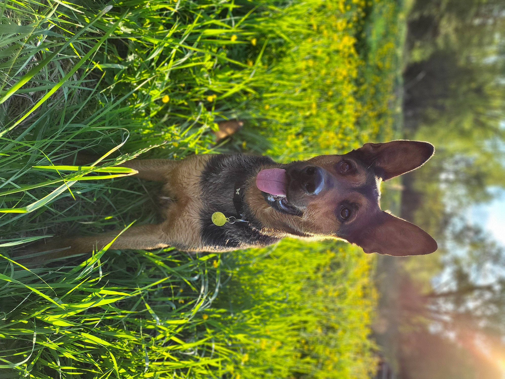 Roxy a rejoint le concours — aidez-le/la à gagner de superbes lots ! canidae, carnivore, dog, dog_breed, fawn, grass, groundcover, lawn, liver, plant, snout, sporting_group, tail, terrestrial_animal, terrestrial_plant, tree, whiskers, wildlife, wood, working_animal