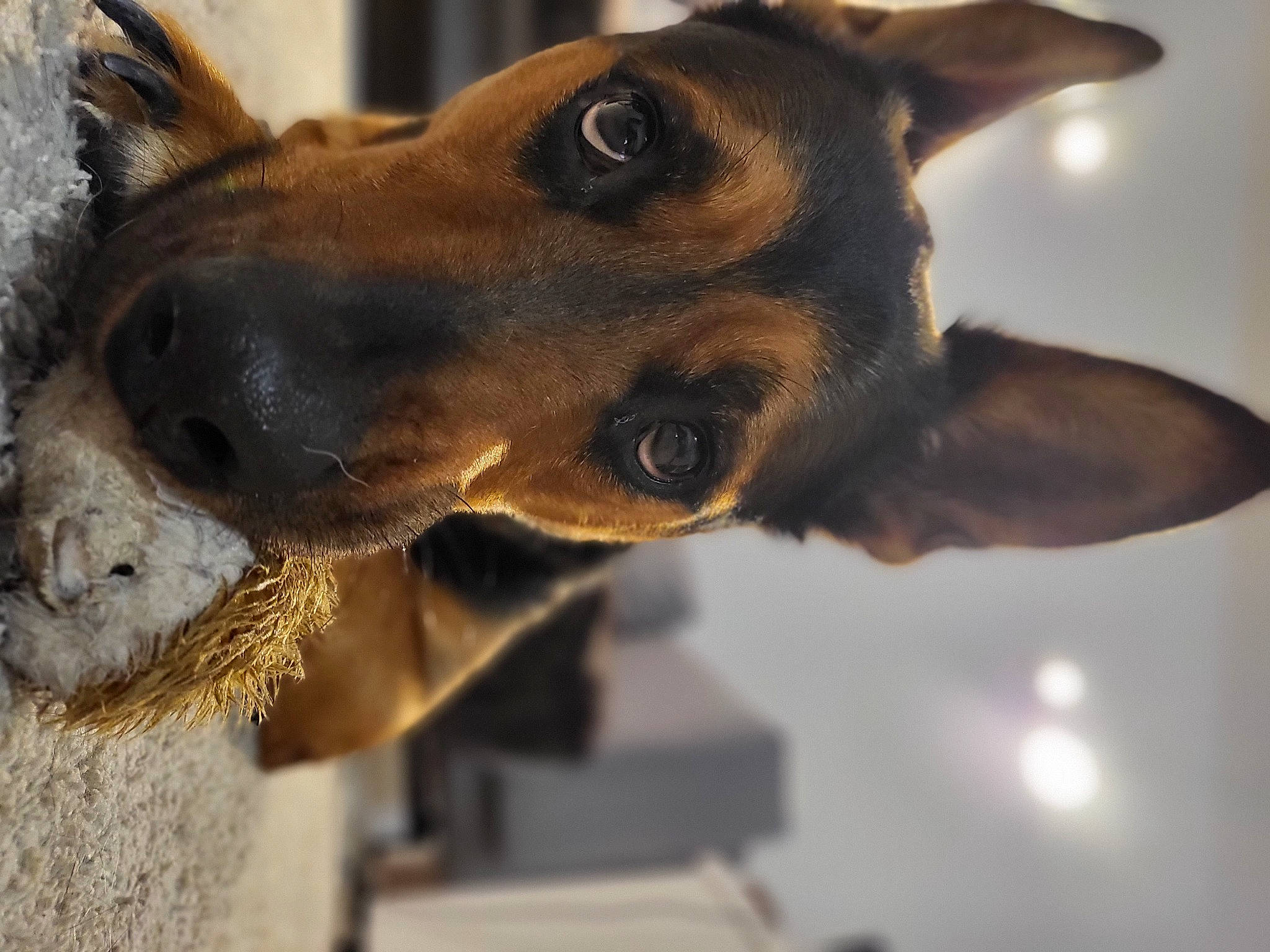 Roxy a rejoint le concours — aidez-le/la à gagner de superbes lots ! carnivore, collar, companion_dog, dog, dog_breed, dog_collar, ear, fawn, fur, metal, pet_supply, snout, sporting_group, terrestrial_animal, whiskers, working_animal, working_dog