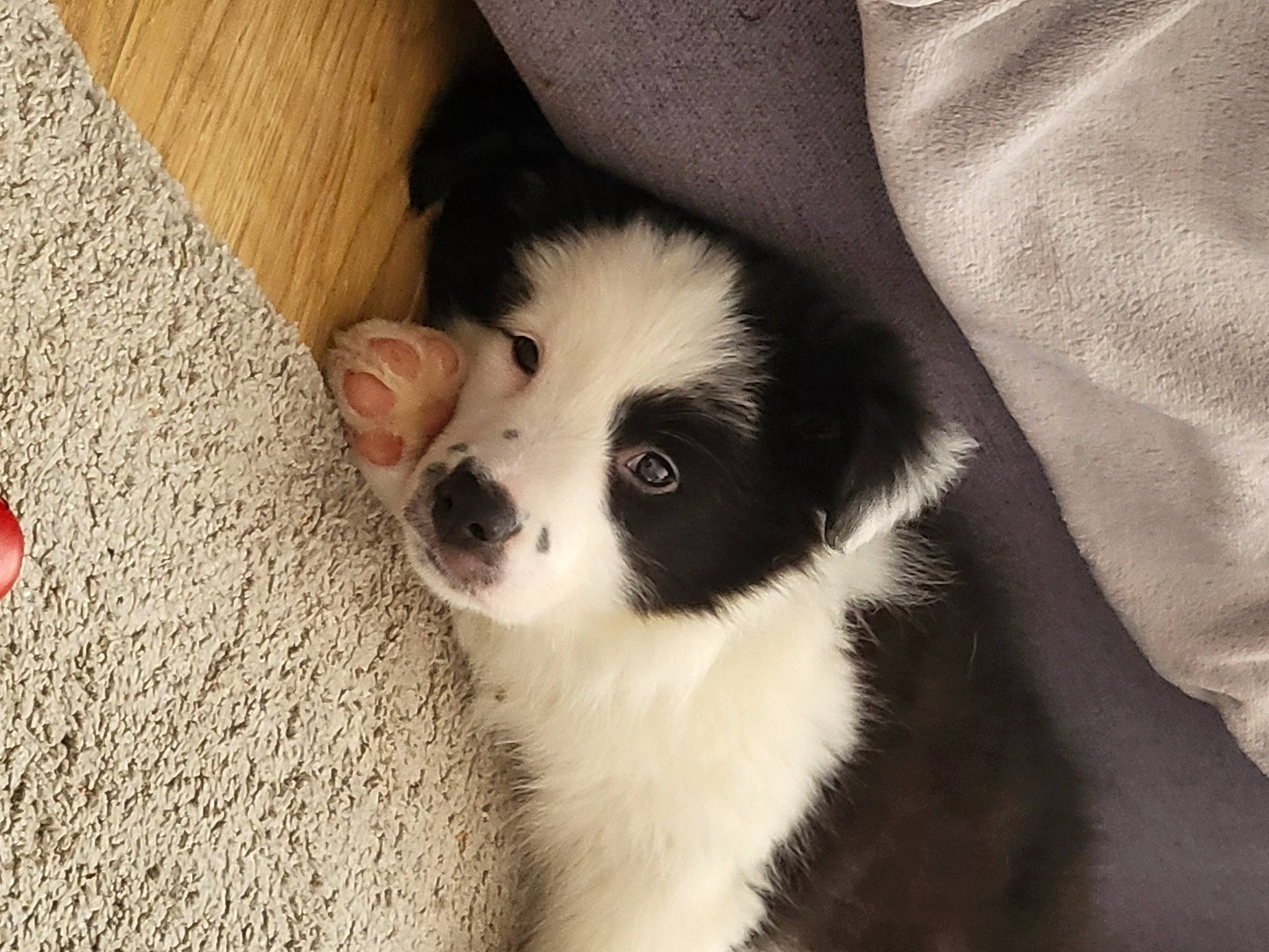 Storm participe au concours pour gagner de l'argent avec cette photo : bored, canidae, carmine, carnivore, companion_dog, dog, dog_breed, flooring, fur, hardwood, non_sporting_group, snout, sporting_group, terrestrial_animal, toy_dog, whiskers, wood, wood_stain, working_animal, working_dog