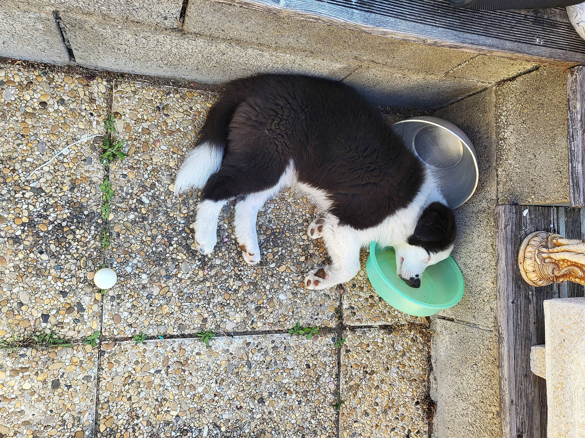 Storm a rejoint le concours — aidez-le/la à gagner de superbes lots ! asphalt, brick, canidae, carnivore, cat, companion_dog, dog_breed, domestic_short_haired_cat, felidae, flooring, fur, grass, line, road_surface, small_to_medium_sized_cats, snout, sporting_group, tail, whiskers, wood