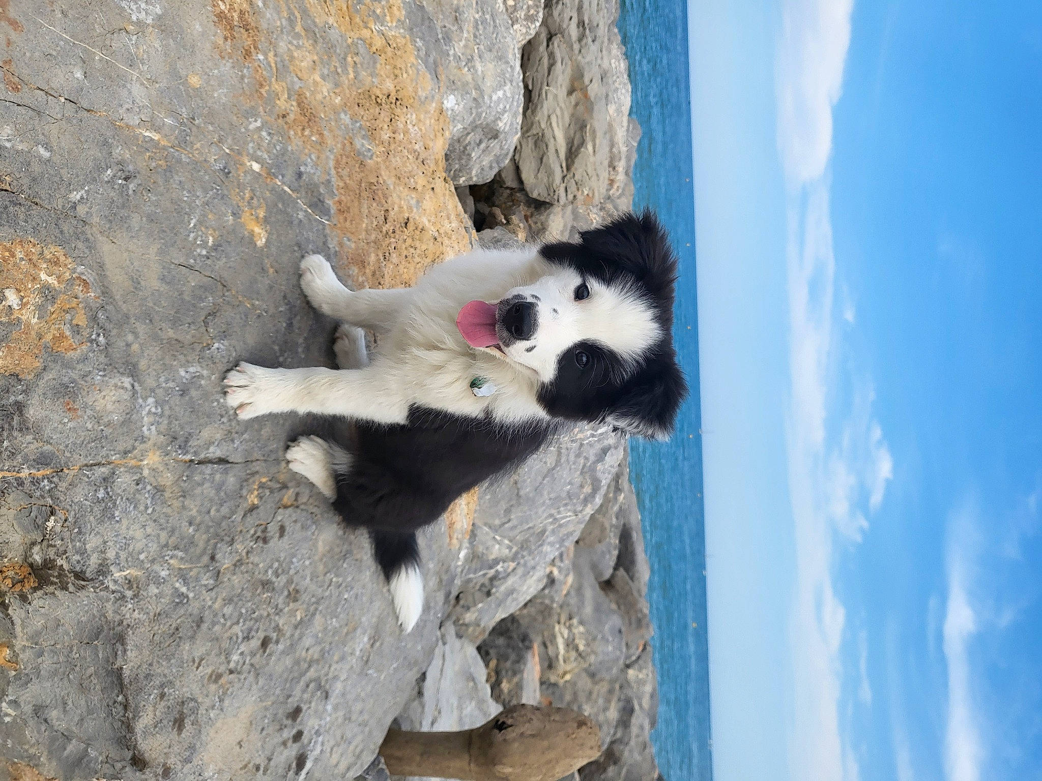 Storm a rejoint le concours — aidez-le/la à gagner de superbes lots ! bedrock, cloud, cumulus, dog_breed, fur, rock, sky, tail, terrestrial_animal, water, wood