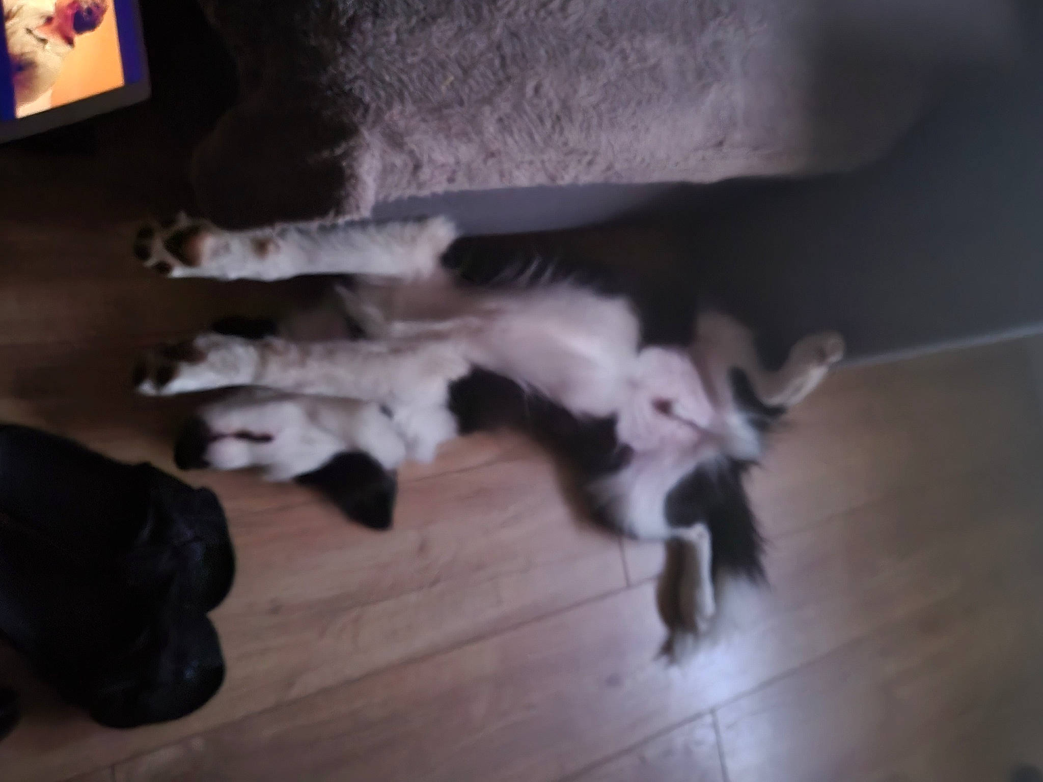 Storm participe au concours pour gagner de l'argent avec cette photo : carnivore, cat, comfort, companion_dog, dog_breed, felidae, floor, flooring, fur, hardwood, laminate_flooring, paw, small_to_medium_sized_cats, tail, whiskers, wood, wood_flooring