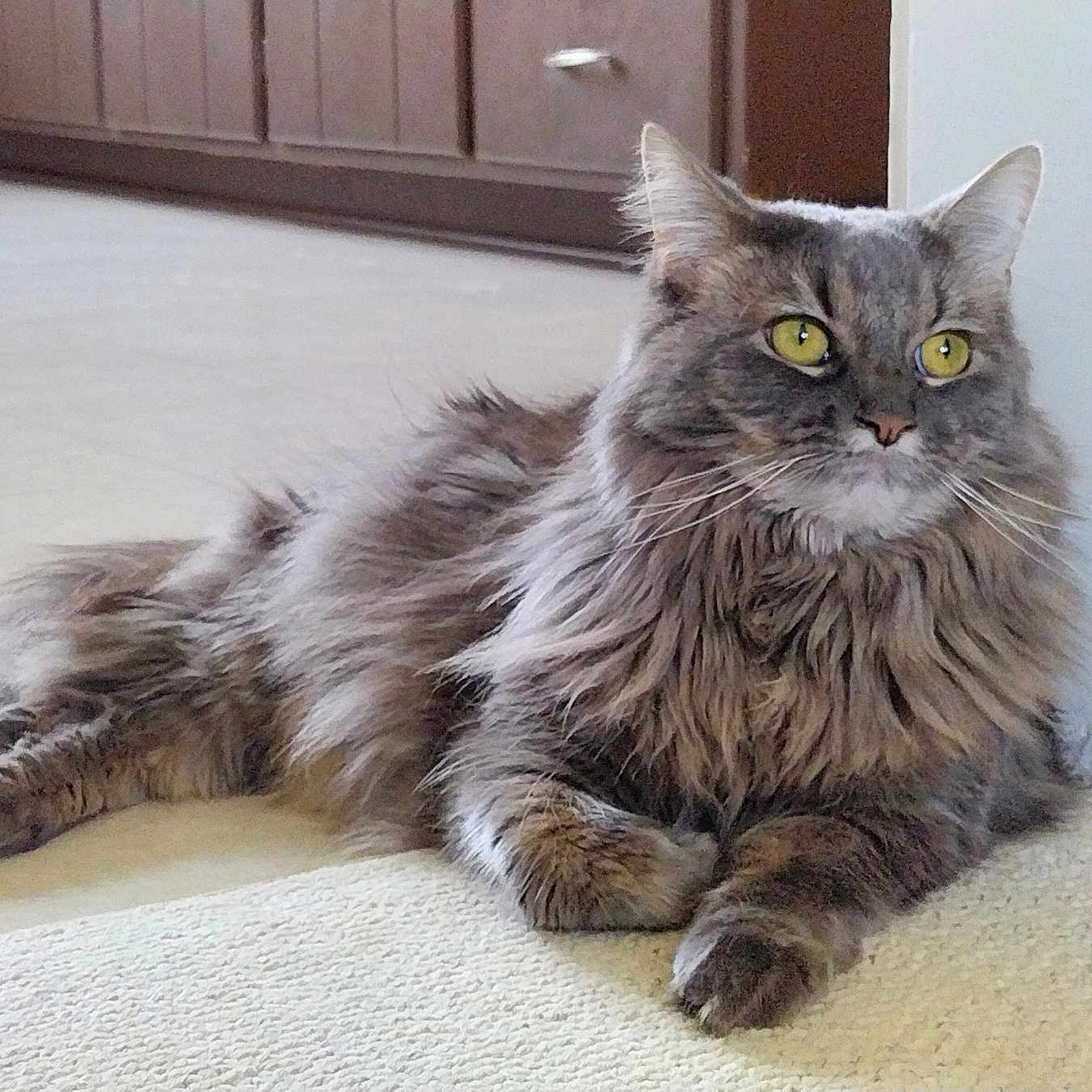 Harley joined the competition — help win amazing prizes! alert, animal, cabinet, carpet, cat, domestic, doorway, feline, floor, fluffy, fur, gray, home, indoor, kitchen, pet, relaxed, resting, whiskers, yellow_eyes