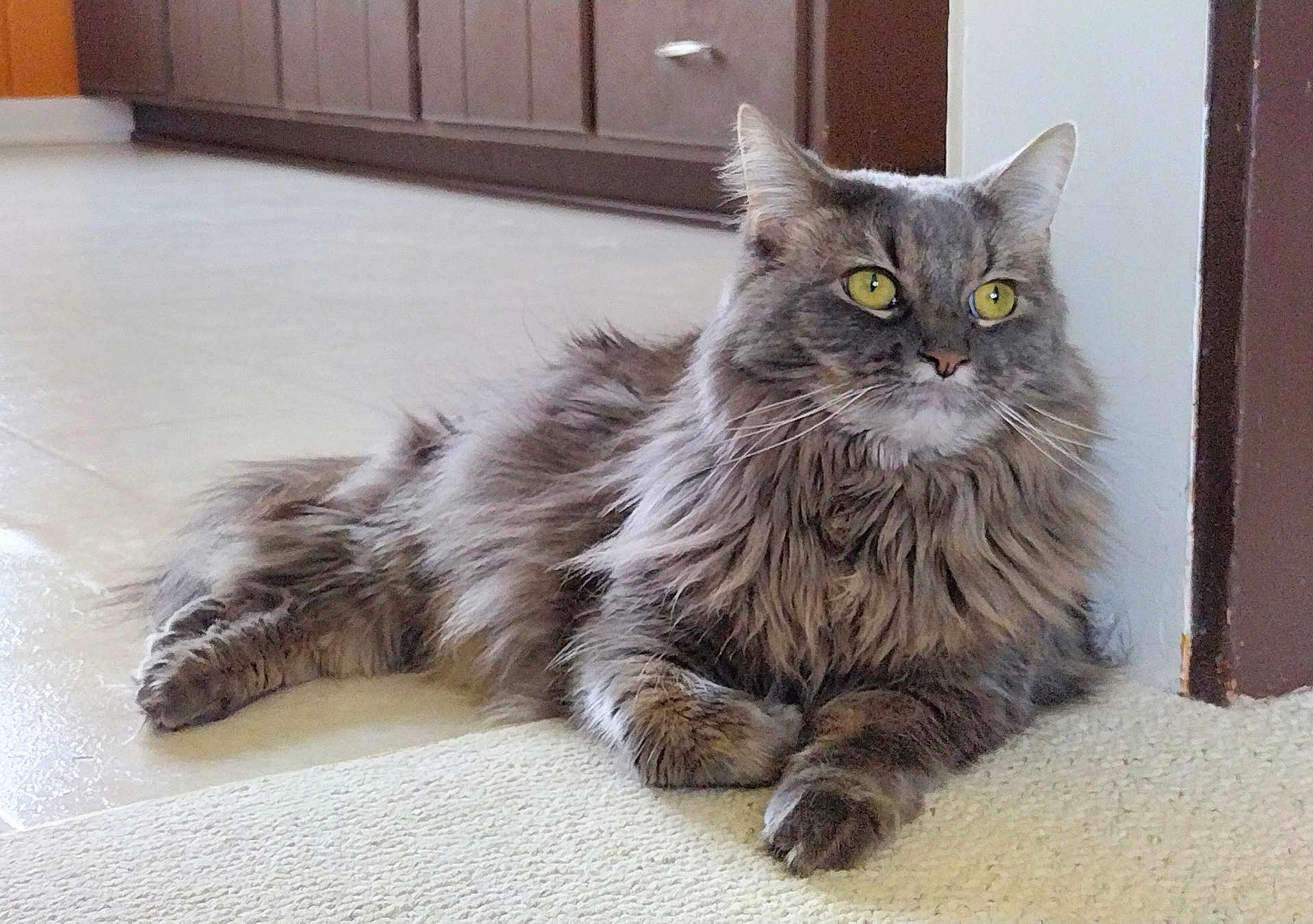 Harley joined the competition — help win amazing prizes! cat, fluffy, gray, yellow_eyes, indoor, carpet, floor, relaxed, pet, feline, home, kitchen, cabinet, doorway, whiskers, fur, alert, animal, resting, domestic