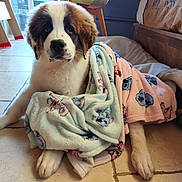 Looka participe au concours pour gagner de l'argent avec cette photo : dog, puppy, saint_bernard, blanket, indoor, floor, tile, paw, fur, cute, pet, animal, cozy, resting, home, canine, young, wrapped, looking, relaxed