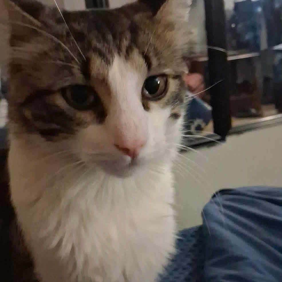 Remy joined the competition — help win amazing prizes! cat, tabby_cat, white_fur, indoor, bedroom, mirror, furniture, shelf, household_items, pet, animal, curious, standing, close_up, feline, blue_blanket, domestic, whiskers, ears, eyes