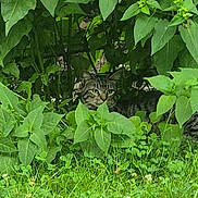 Kyle is registered to the contest to win money with this photo: cat, tabby_cat, greenery, leaves, grass, outdoor, nature, animal, camouflage, wildlife, hidden, pet, mammal, feline, plant, shady, bush, quiet, alert, daylight