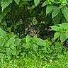 cat, tabby_cat, greenery, leaves, grass, outdoor, nature, animal, camouflage, wildlife, hidden, pet, mammal, feline, plant, shady, bush, quiet, alert, daylight