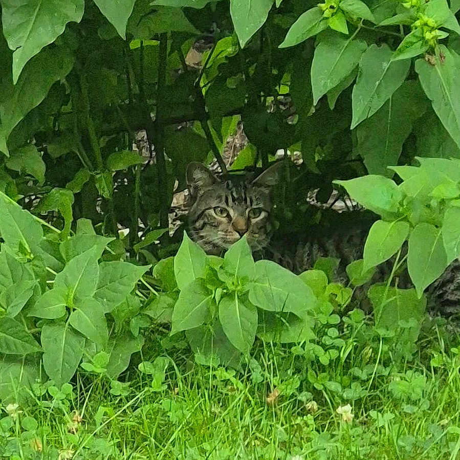 Kyle is registered to the contest to win money with this photo: cat, tabby_cat, greenery, leaves, grass, outdoor, nature, animal, camouflage, wildlife, hidden, pet, mammal, feline, plant, shady, bush, quiet, alert, daylight