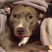 Phoenix joined the competition — help win amazing prizes! blanket, brown_dog, canine, close_up, companionship, couch, cozy, dog, eyes, floppy_ears, funny_expression, indoors, lying_down, nose, paws, pet, pit_bull, portrait, soft_fabric, white_dog