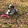 Zuce joined the competition — help win amazing prizes! animal, autumn, black_leash, brown_and_white, canine, daylight, dog, ears, fur, grass, ground, leaves, lying_down, nature, outdoor, pet, pink_toy, playful, puppy, toy