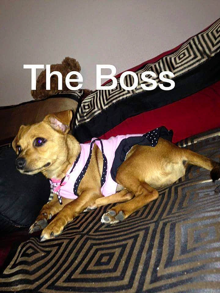 Serenity is registered to the contest to win money with this photo: canidae, carnivore, collar, companion_dog, dog, dog_breed, dog_clothes, dog_collar, dog_supply, fashion_accessory, fawn, font, leash, paw, pet_supply, photo_caption, snout, sporting_group, toy_dog, working_animal