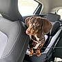 dog, dachshund, puppy, car, car_seat, seatbelt, pet, animal, brown_dog, pet_harness, inside_car, window, leash, looking, ears, fur, cute, young_dog, travel, transport