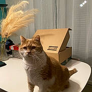 Winnie participe au concours pour gagner de l'argent avec cette photo : animal, cardboard_box, cat, chair, curtains, cute, domestic_cat, floor, fur, furniture, indoor, orange_cat, pampas_grass, pet, sitting, table, vase, whiskers, white_cat, window