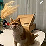 animal, cardboard_box, cat, chair, curtains, cute, domestic_cat, floor, fur, furniture, indoor, orange_cat, pampas_grass, pet, sitting, table, vase, whiskers, white_cat, window