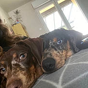 Aston participe au concours pour gagner de l'argent avec cette photo : dog, puppy, brown_dog, black_dog, closeup, face, eyes, nose, blanket, indoor, window, natural_light, furniture, home, cozy, resting, snuggling, pet, animal, cute