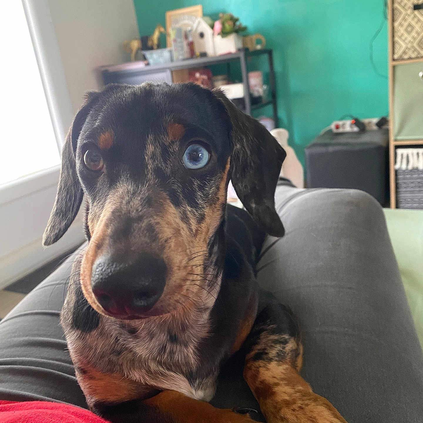 Aston a rejoint le concours — aidez-le/la à gagner de superbes lots ! black, blue_eye, brown, casual, closeup, cozy, dachshund, decor, dog, furniture, heterochromia, home, indoor, lap, paw, person, pet, relaxing, shelf, sitting