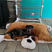 Aston participe au concours pour gagner de l'argent avec cette photo : animal, black, brown, cozy, cute, dachshund, dog, floor, home, indoor, lying_down, metal_rack, pet_bed, plush_pillow, puppy, resting, spotted, tile_floor, toy, wall