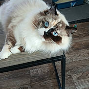 Sassy joined the competition — help win amazing prizes! cat, blue_eyes, fluffy, feline, pet, indoor, wooden_floor, bench, litter_box, curious, animal, paw, whiskers, domestic_cat, cute, relaxed, looking_up, household, fur, portrait