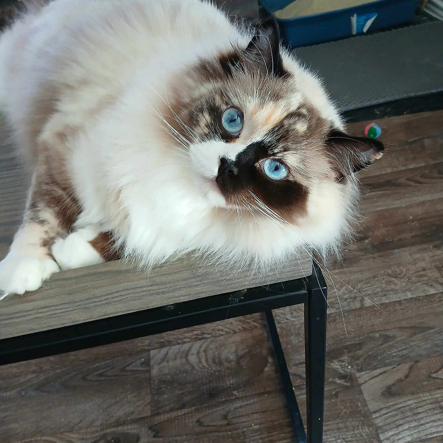 Sassy joined the competition — help win amazing prizes! animal, bench, blue_eyes, cat, curious, cute, domestic_cat, feline, fluffy, fur, household, indoor, litter_box, looking_up, paw, pet, portrait, relaxed, whiskers, wooden_floor
