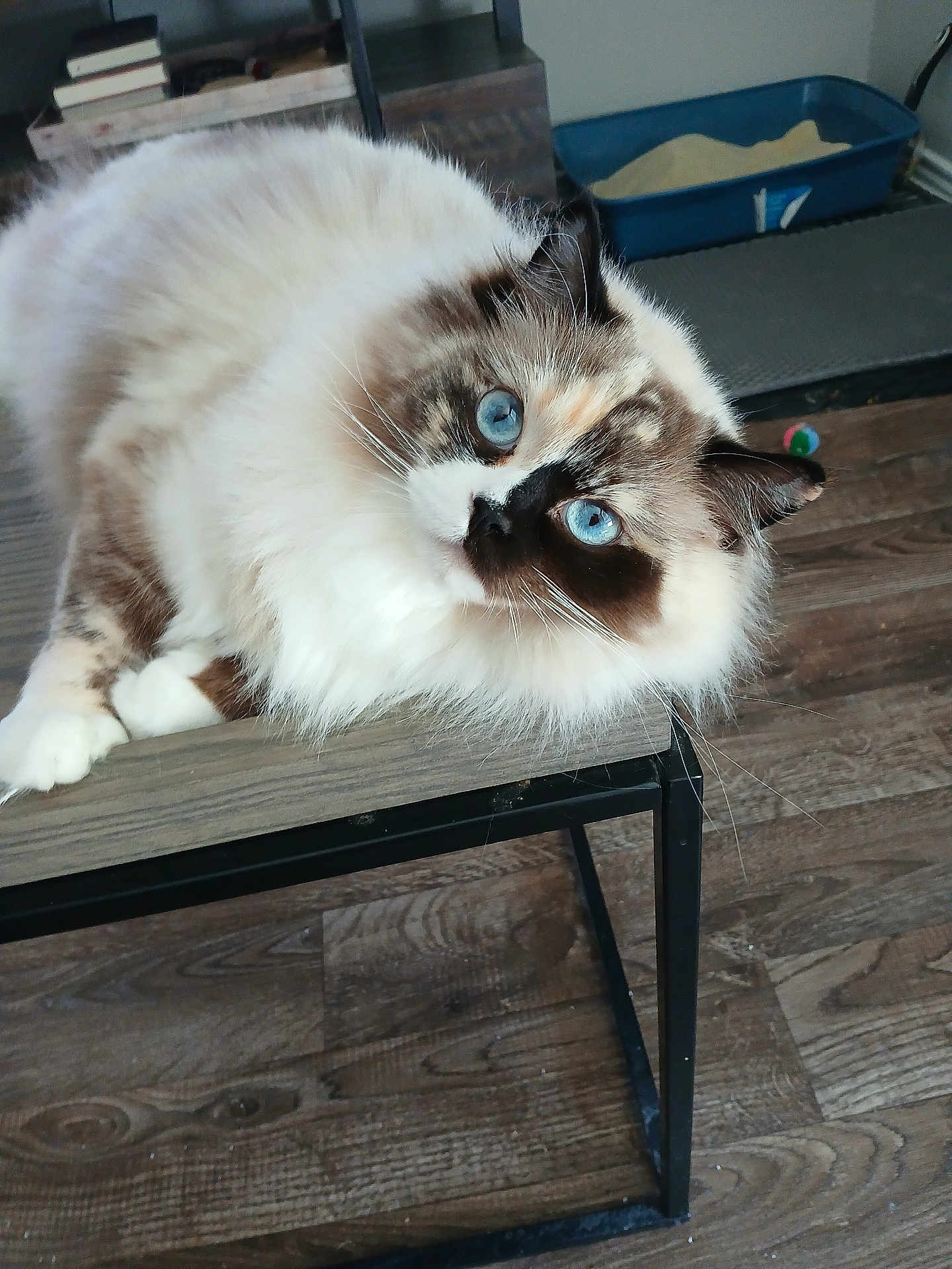 Sassy
