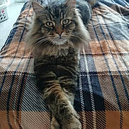 Shadow is registered to the contest to win money with this photo: cat, tabby, fluffy, bed, blanket, plaid, paws, crossed_paws, fur, indoor, pet, animal, resting, relaxed, bedroom, cozy, striped, whiskers, ears, eyes