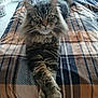 cat, tabby, fluffy, bed, blanket, plaid, paws, crossed_paws, fur, indoor, pet, animal, resting, relaxed, bedroom, cozy, striped, whiskers, ears, eyes