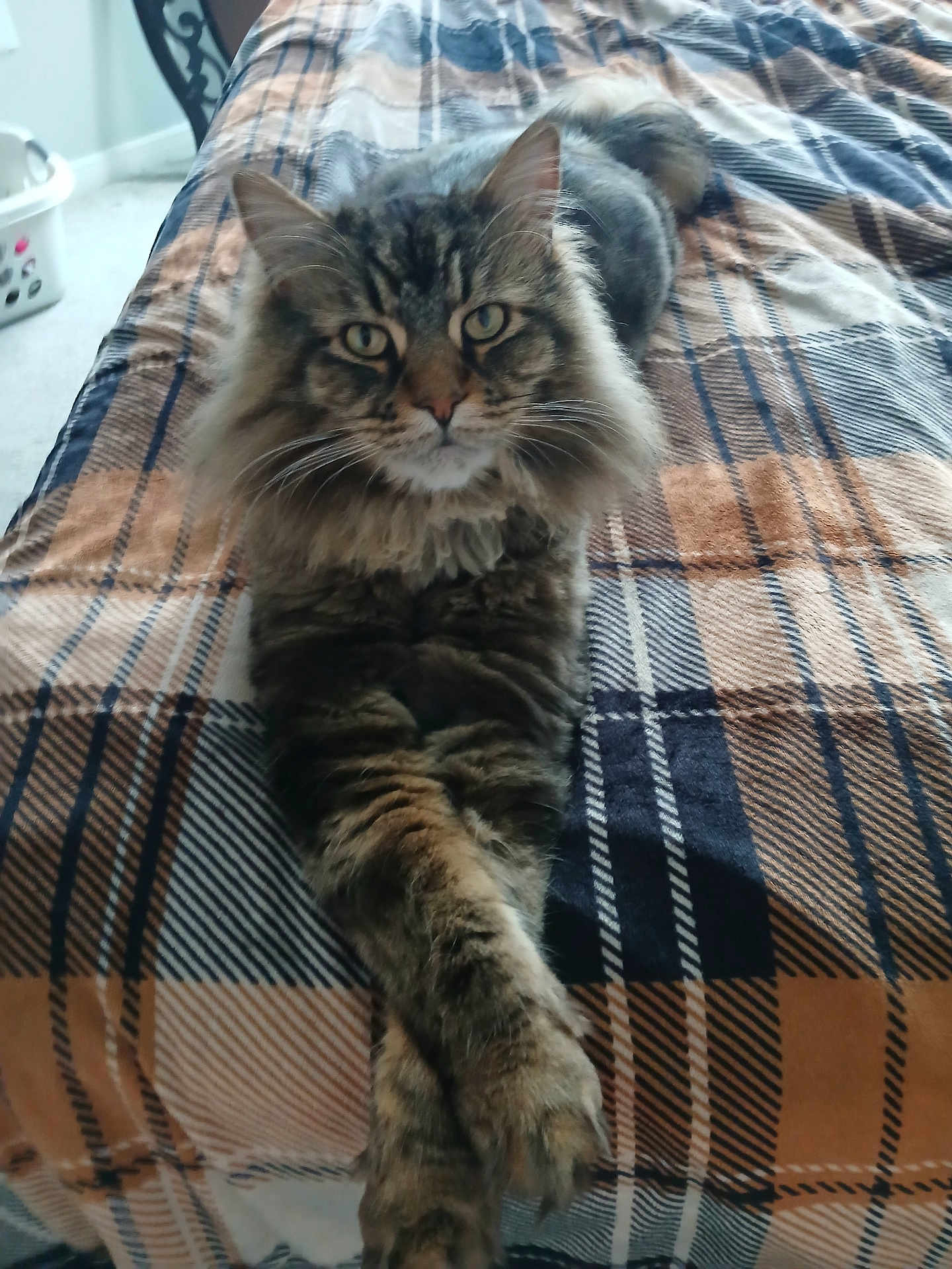 Shadow is registered to the contest to win money with this photo: cat, tabby, fluffy, bed, blanket, plaid, paws, crossed_paws, fur, indoor, pet, animal, resting, relaxed, bedroom, cozy, striped, whiskers, ears, eyes