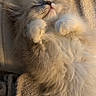 cat, fluffy, long_hair, white_fur, sleeping, relaxed, upside_down, paws, whiskers, nose, feline, pet, indoor, cozy, blanket, sunlight, warm_lighting, portrait, close_up, cute