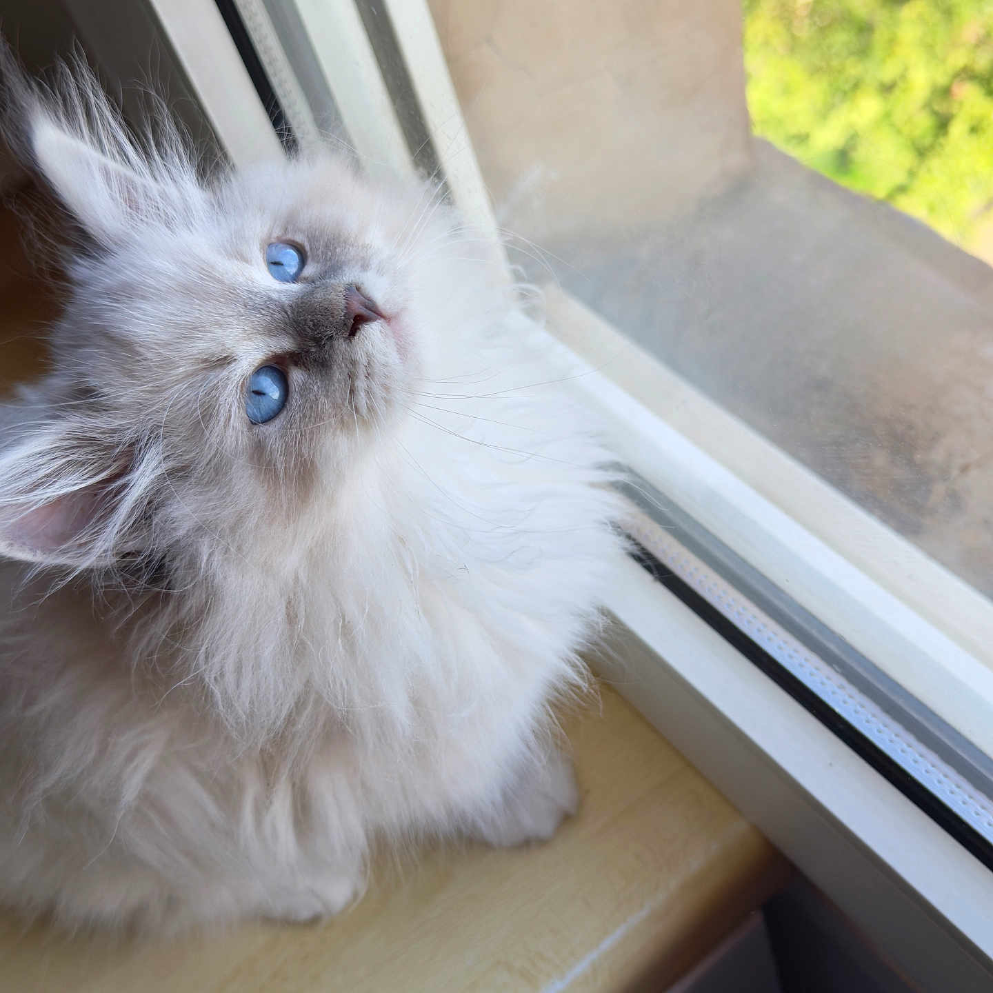 Baïka a rejoint le concours — aidez-le/la à gagner de superbes lots ! cat, kitten, fluffy, longhaired, white_fur, blue_eyes, pet, animal, portrait, sitting, windowsill, window, indoor, outdoor_view, greenery, sunlight, whiskers, ears, wooden_surface, cute