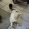 cat, white_cat, fluffy, long_hair, lying_down, upside_down, relaxed, playful, paw, whiskers, face, indoor, tile_floor, rug, chair, sandal, home, floor, pet, funny