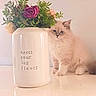 Baïka a rejoint le concours — aidez-le/la à gagner de superbes lots ! cat, kitten, fluffy, long_hair, blue_eyes, sitting, portrait, flowers, bouquet, vase, indoor, home_decor, white_background, pastel, soft_lighting, table, reflection, still_life, cute, french_text