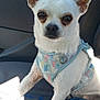 dog, small_dog, white_dog, chihuahua, pet, harness, car_seat, indoor, animal, canine, ears, fur, seat, sunlight, shadow, closeup, cute, companion, travel, resting