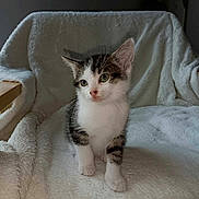 Luna a rejoint le concours — aidez-le/la à gagner de superbes lots ! animal, blanket, cat, furniture, kitten, pet