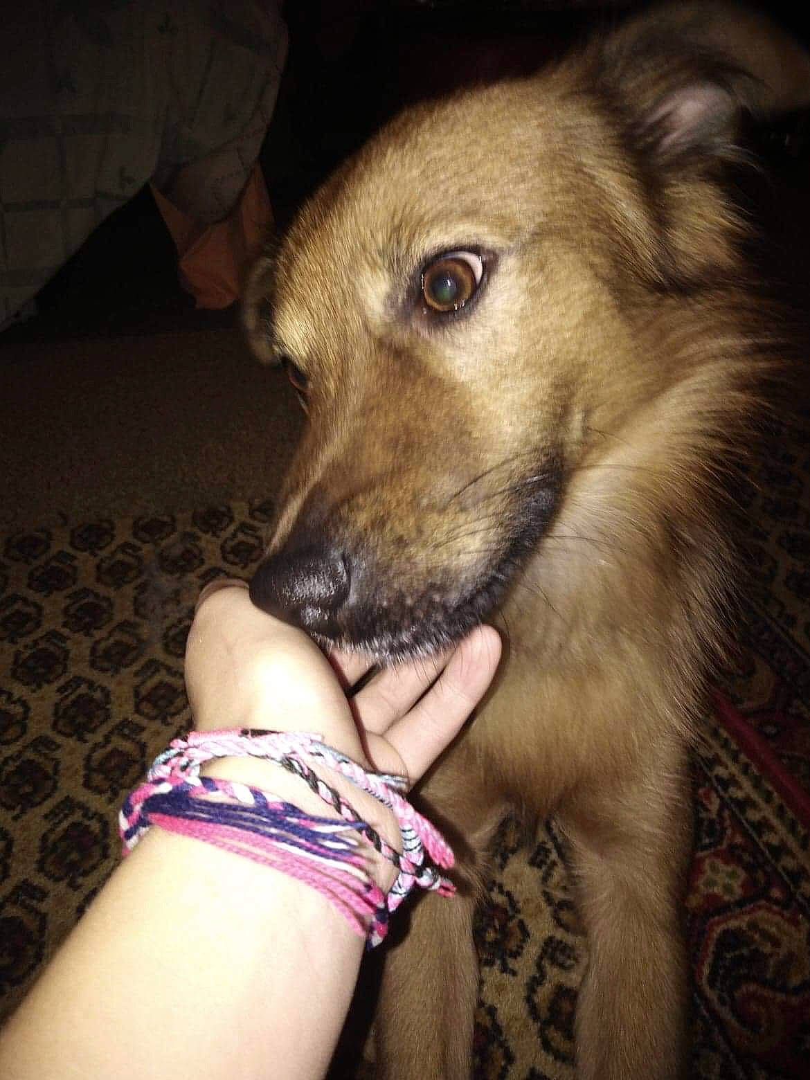 Maxou participe au concours pour gagner de l'argent avec cette photo : canidae, carnivore, dog, dog_breed, fawn, silken_windhound, snout