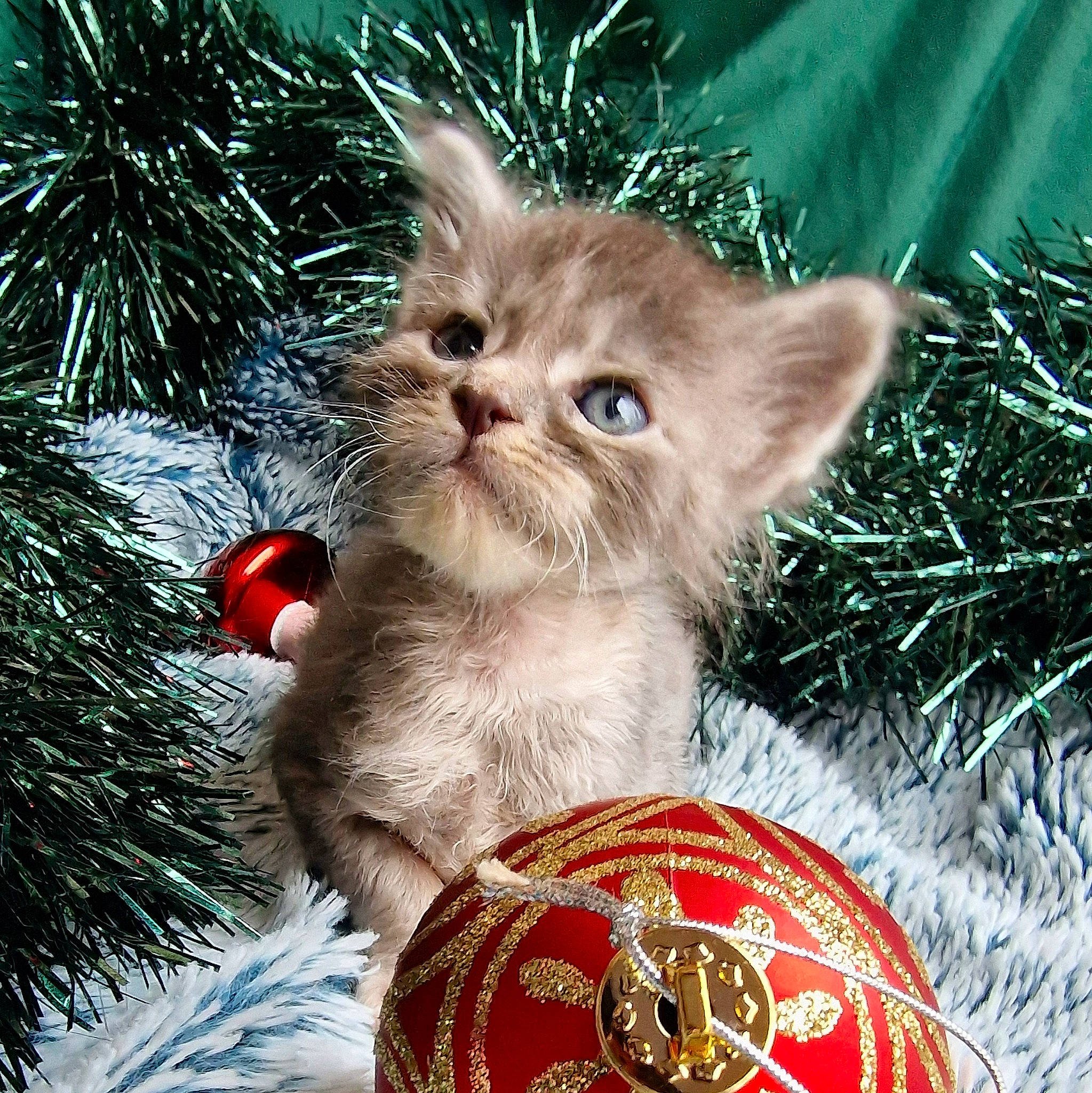 Ursuline participe au concours pour gagner de l'argent avec cette photo : carnivore, cat, christmas, christmas_decoration, christmas_eve, christmas_ornament, conifer, domestic_short_haired_cat, event, fawn, felidae, fur, grass, holiday, holiday_ornament, ornament, small_to_medium_sized_cats, snout, tail, whiskers