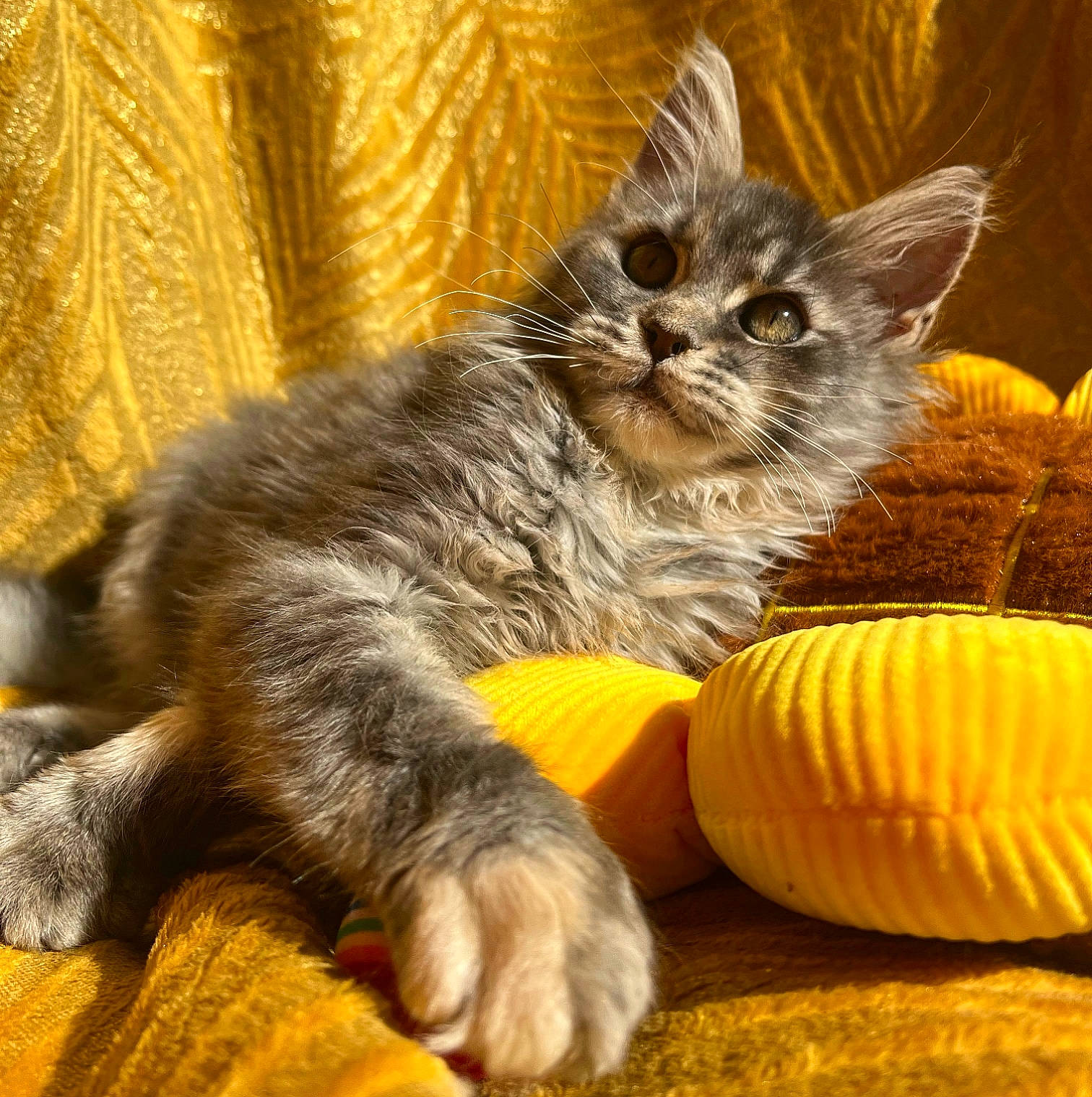 Ursuline participe au concours pour gagner de l'argent avec cette photo : carnivore, cat, cat_toy, claw, comfort, curtain, domestic_short_haired_cat, fawn, felidae, fur, gourd, natural_foods, paw, photo_caption, small_to_medium_sized_cats, snout, tail, terrestrial_animal, whiskers, wildlife