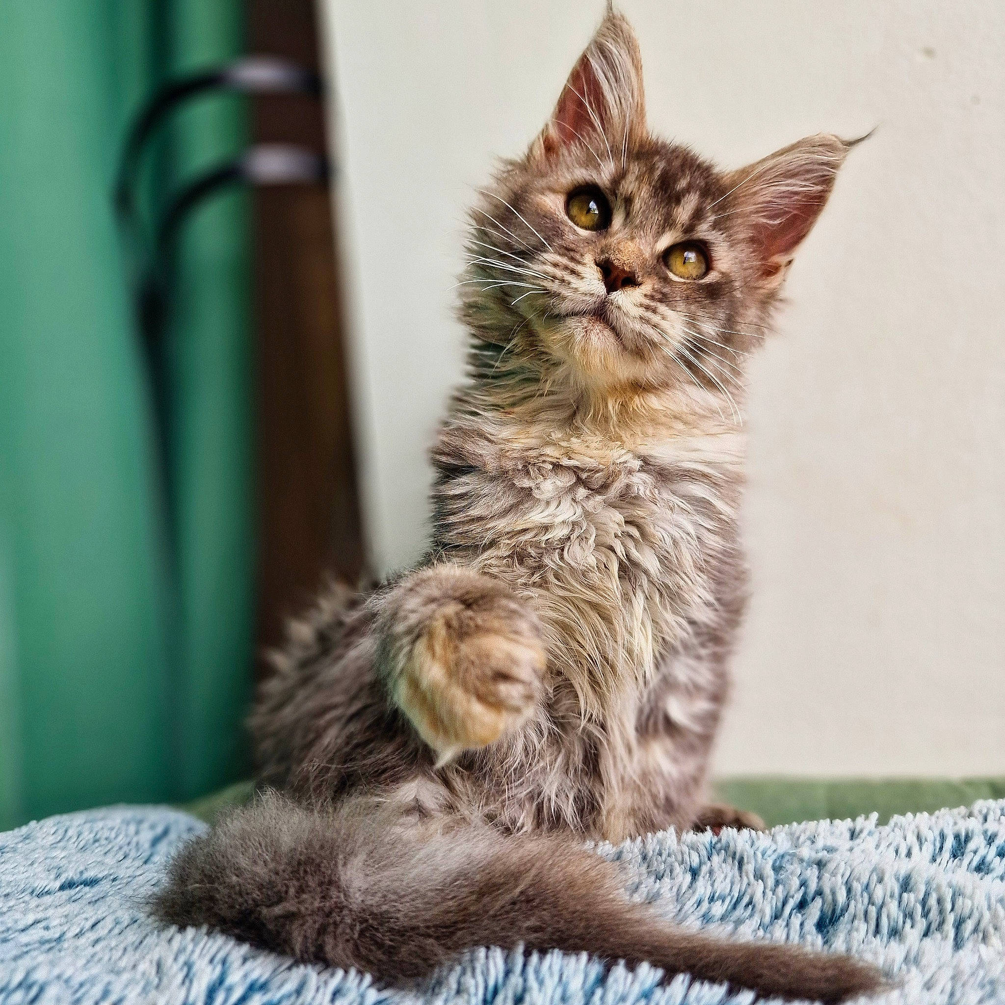 Ursuline participe au concours pour gagner de l'argent avec cette photo : carnivore, cat, claw, comfort, domestic_short_haired_cat, felidae, fur, maine_coon, paw, sitting, small_to_medium_sized_cats, snout, tail, terrestrial_animal, whiskers, wildlife