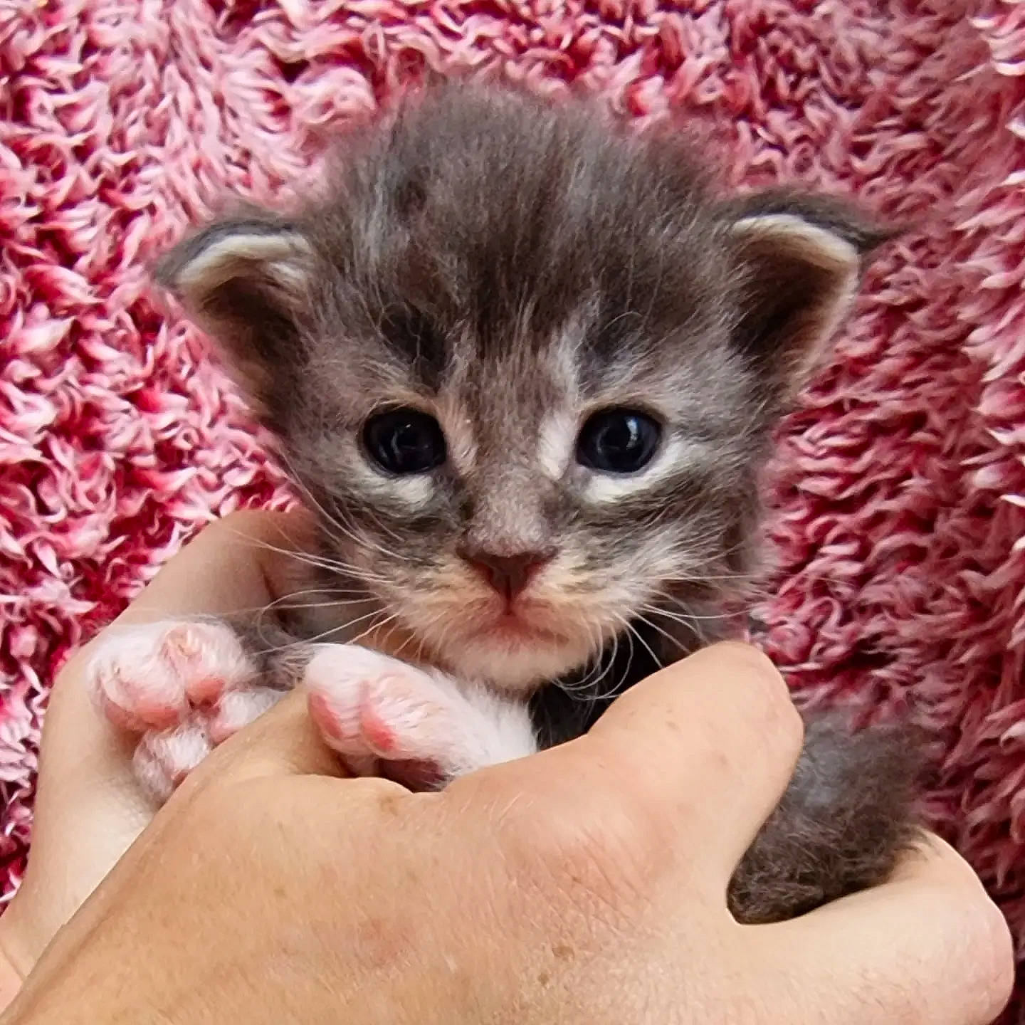 Ursuline participe au concours pour gagner de l'argent avec cette photo : carnivore, cat, claw, comfort, domestic_short_haired_cat, fawn, felidae, finger, foot, fur, gesture, human_leg, nail, pattern, paw, pink, small_to_medium_sized_cats, snout, thumb, whiskers