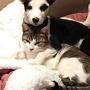 Dayna Et Loona participe au concours pour gagner de l'argent avec cette photo : dog, cat, cuddling, blanket, cozy, pet, animal, furry, resting, companion, indoor, fur, black_and_white_dog, tabby_cat, relaxed, cute, friendship, soft, comfortable, adorable