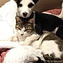 dog, cat, cuddling, blanket, cozy, pet, animal, furry, resting, companion, indoor, fur, black_and_white_dog, tabby_cat, relaxed, cute, friendship, soft, comfortable, adorable
