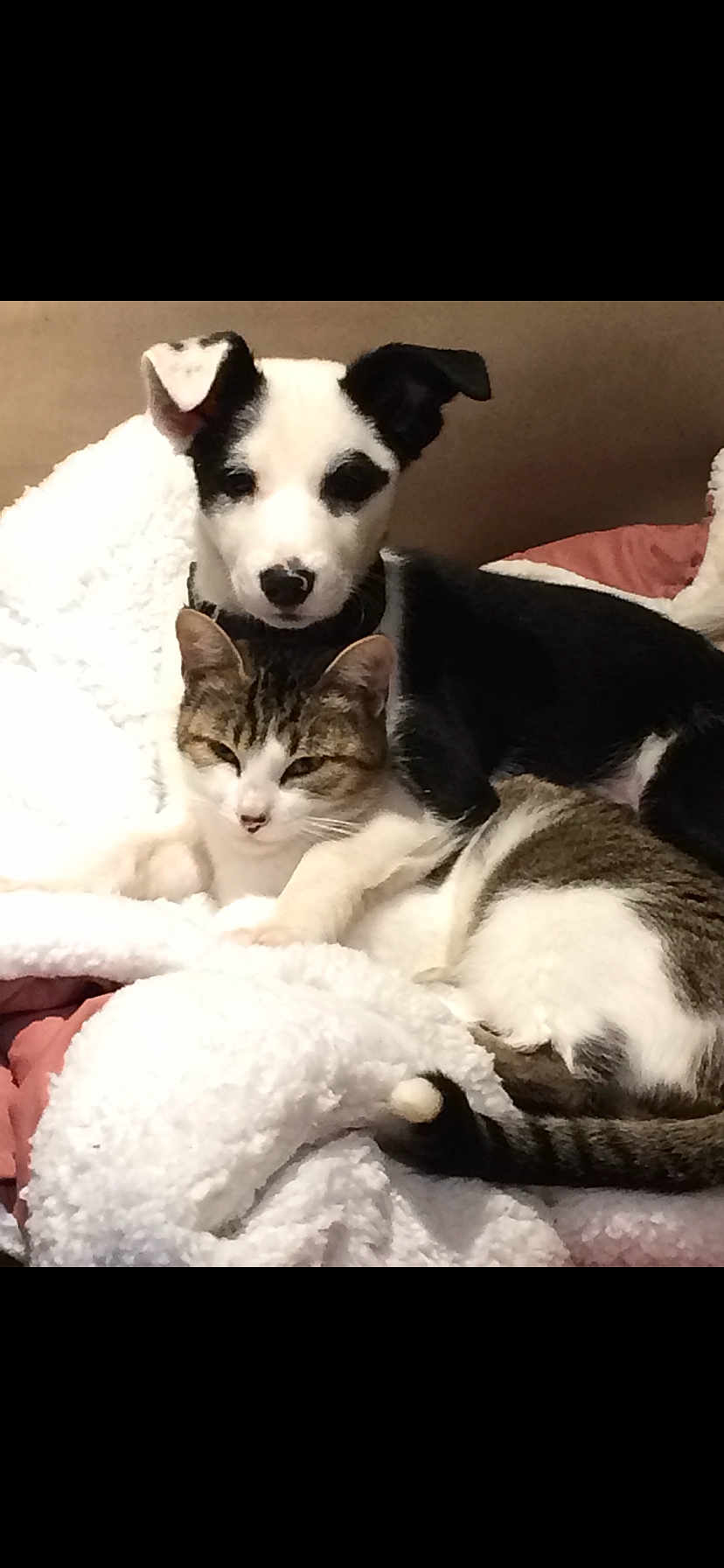 Dayna Et Loona participe au concours pour gagner de l'argent avec cette photo : dog, cat, cuddling, blanket, cozy, pet, animal, furry, resting, companion, indoor, fur, black_and_white_dog, tabby_cat, relaxed, cute, friendship, soft, comfortable, adorable