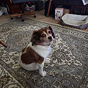 Gidget joined the competition — help win amazing prizes! dog, indoor, carpet, brown_and_white, pet, furniture, dog_bed, television, room, collar, sitting, looking_up, floor, home, decor, cozy, carpet_pattern, wooden_chair, news_channel, waiting