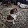 Gidget