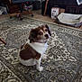 dog, indoor, carpet, brown_and_white, pet, furniture, dog_bed, television, room, collar, sitting, looking_up, floor, home, decor, cozy, carpet_pattern, wooden_chair, news_channel, waiting